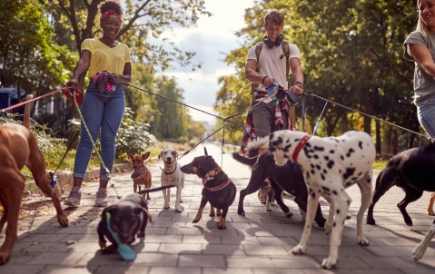 seguro paseadores de perros