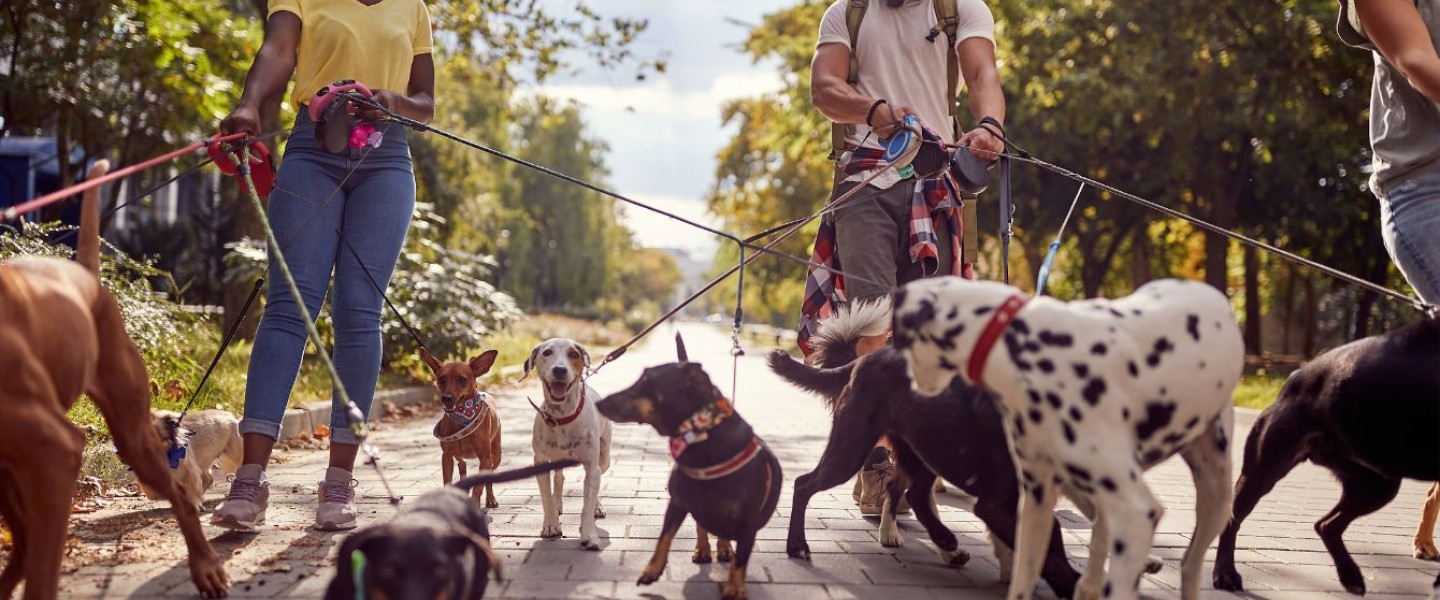 seguro paseadores de perros